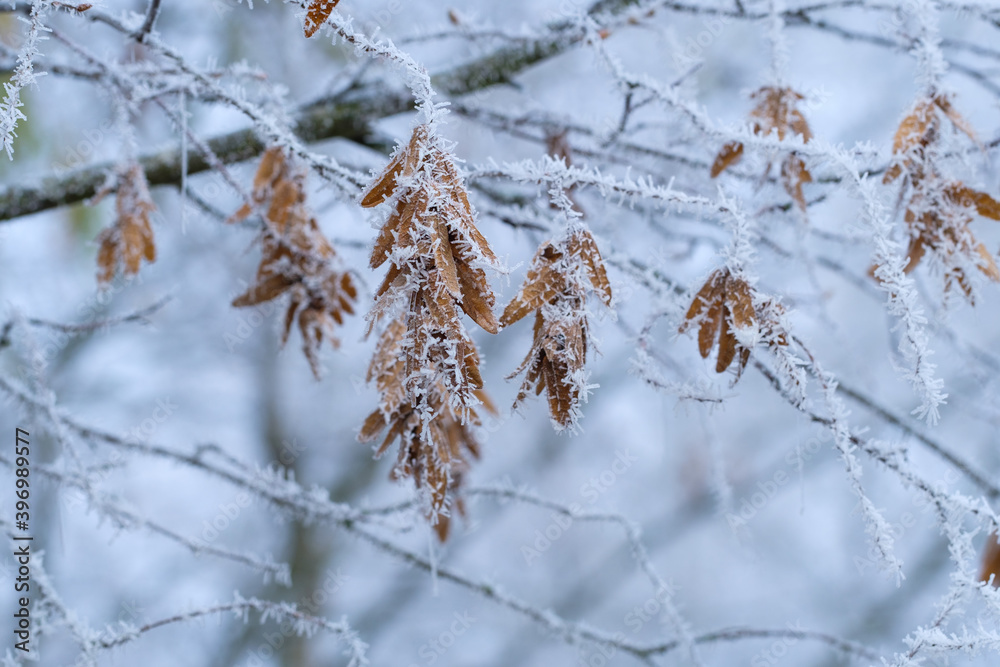 Braune Blätter hängen zwischen verschneiten Zweigen eines Baumes im Winter in der Kälte mit Frost und Raureif