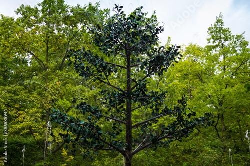 Fountain-cracker Oak tree in lower park of Peterhof in Saint Petersburg  Russia