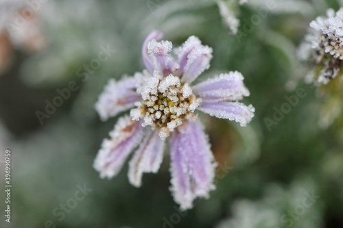 Frost on a flower 2