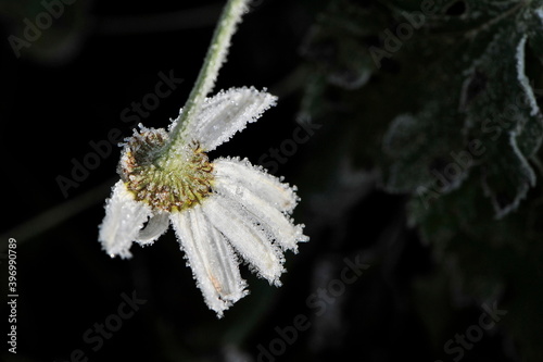 Chamomile
