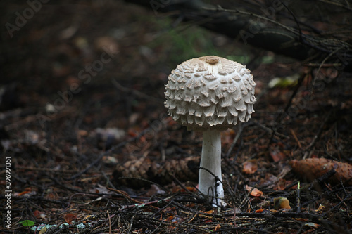 Chlorophyllum olivieri, known as Olive Shaggy Parasol, wild mushrooms from Finland photo