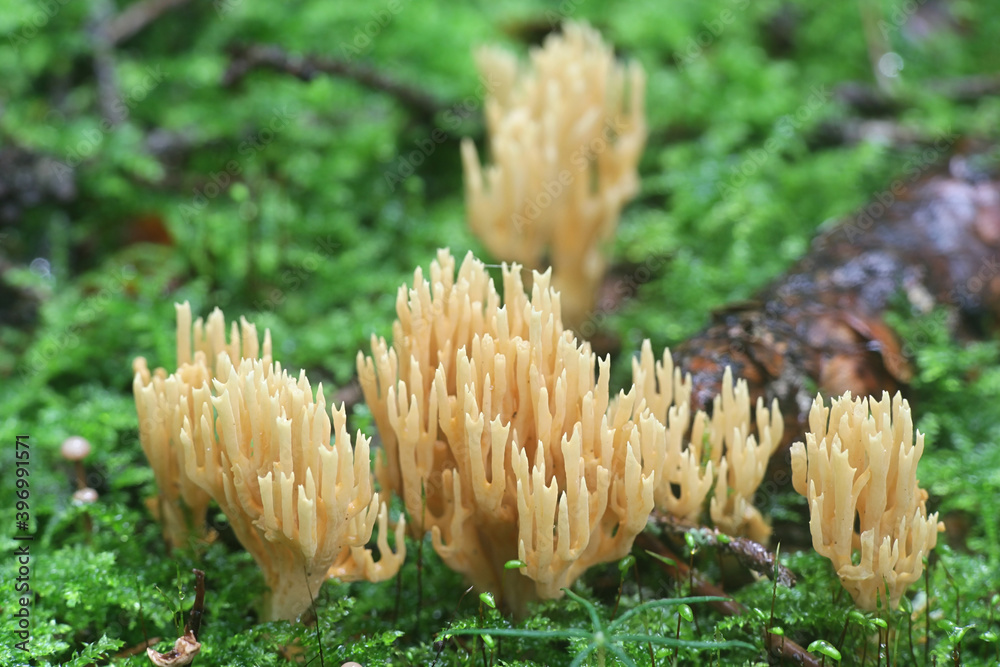 Phaeoclavulina eumorpha, also called Ramaria eumorpha, a coral fungus from Finland with no common english name
