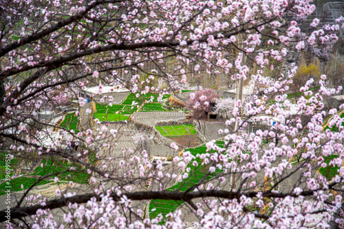 spring landscape photos of Karakorum range in gilgit Baltistan , duikar at blossom  photo