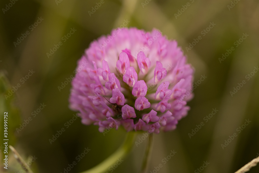 pink flower 