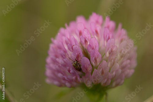 pink flower 