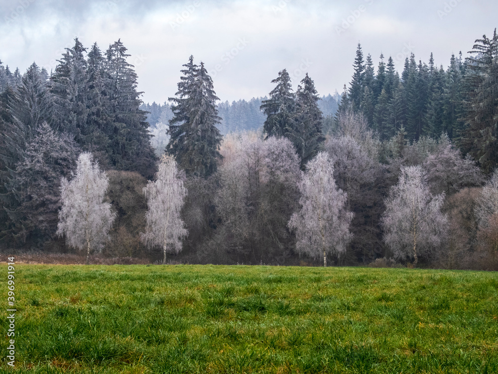 Fototapeta premium forest in winter