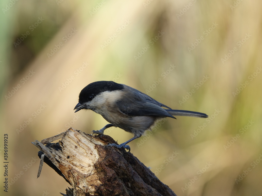 Fototapeta premium willow tit (Poecile montanus)