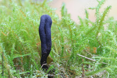 Geoglossum umbratile, also called Geoglossum nigritum, Plain Earthtongue, wild fungus from Finland photo