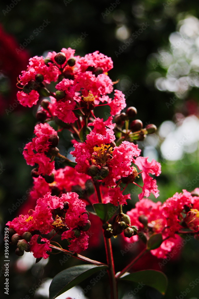 flowers in the garden flowers in the garden