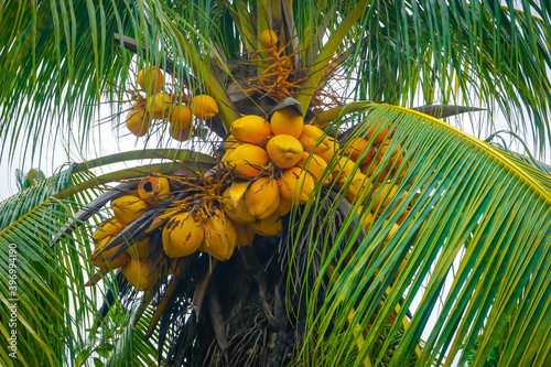Yellow coconuts on a palm tree among the leaves