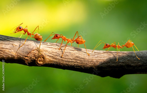 Three red ants walk on the branches blurred green background.