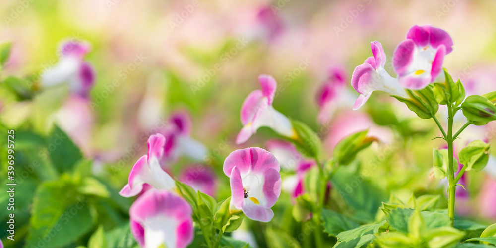 Fototapeta premium Close up of pink flower