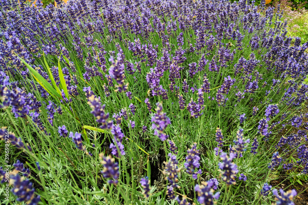 Obraz premium Beautiful bright lavender field on a sunny day. Used for medical purposes.