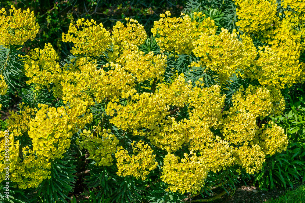 Euphorbia characias subs wulfenii a spring summer evergreen flowering shrub plant with a springtime summer yellow flower, stock photo image Euphorbia characias subs wulfenii a spring summer evergreen flowering shrub plant with a springtime summer yellow flower, stock photo image