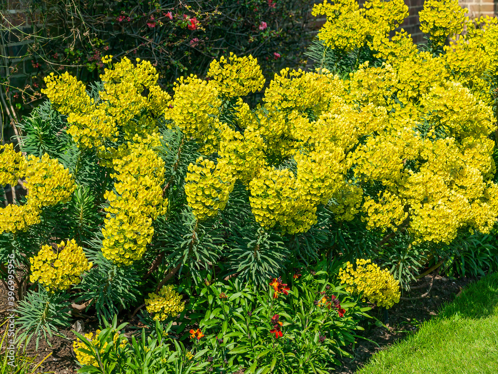 Obraz premium Euphorbia characias subs wulfenii a spring summer evergreen flowering shrub plant with a springtime summer yellow flower, stock photo image