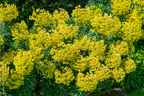 Euphorbia characias subs wulfenii a spring summer evergreen flowering shrub plant with a  springtime summer yellow flower, stock photo image photo