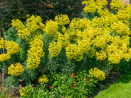 Euphorbia characias subs wulfenii a spring summer evergreen flowering shrub plant with a  springtime summer yellow flower, stock photo image photo