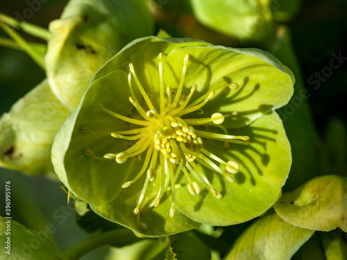 Helleborus x sternii a winter spring semi evergreen flowering plant with a yellow green springtime flower, stock photo image