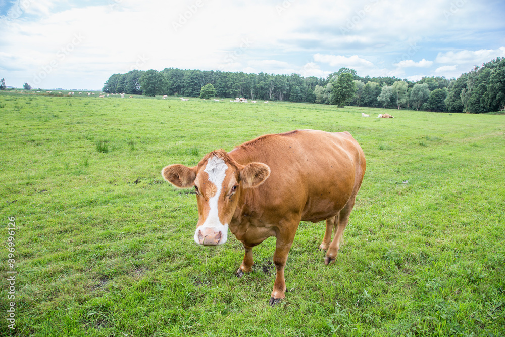 cow grazing at the green fresh meadow in Usedom, cow grazing at the green fresh meadow in Usedom,