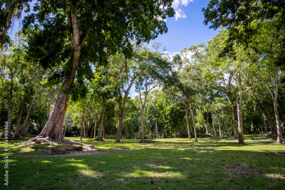 Green park with tropical trees in Mexico.