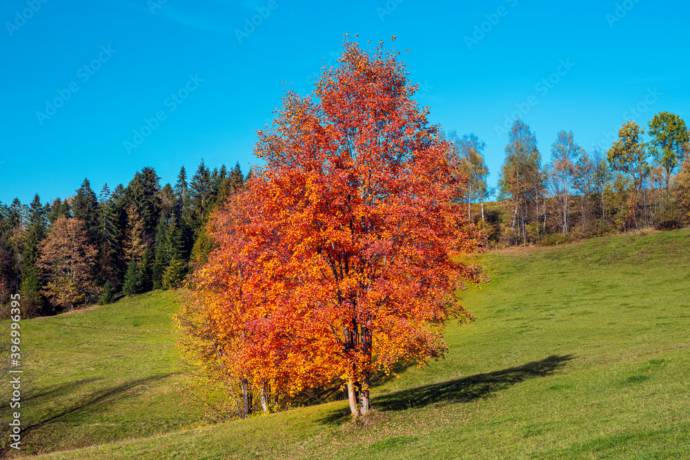 Colorful Carpathian mountains in Slovakia forest