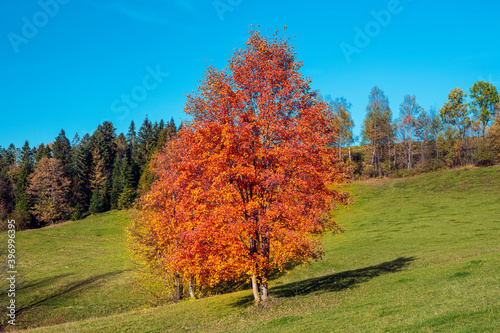 Obraz na płótnie Colorful Carpathian mountains in Slovakia forest w salonie