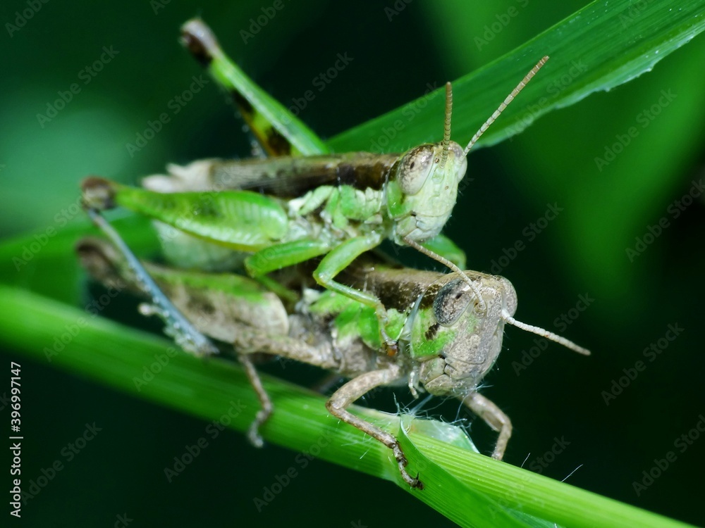 Insects reproduce through physiological processes involving the