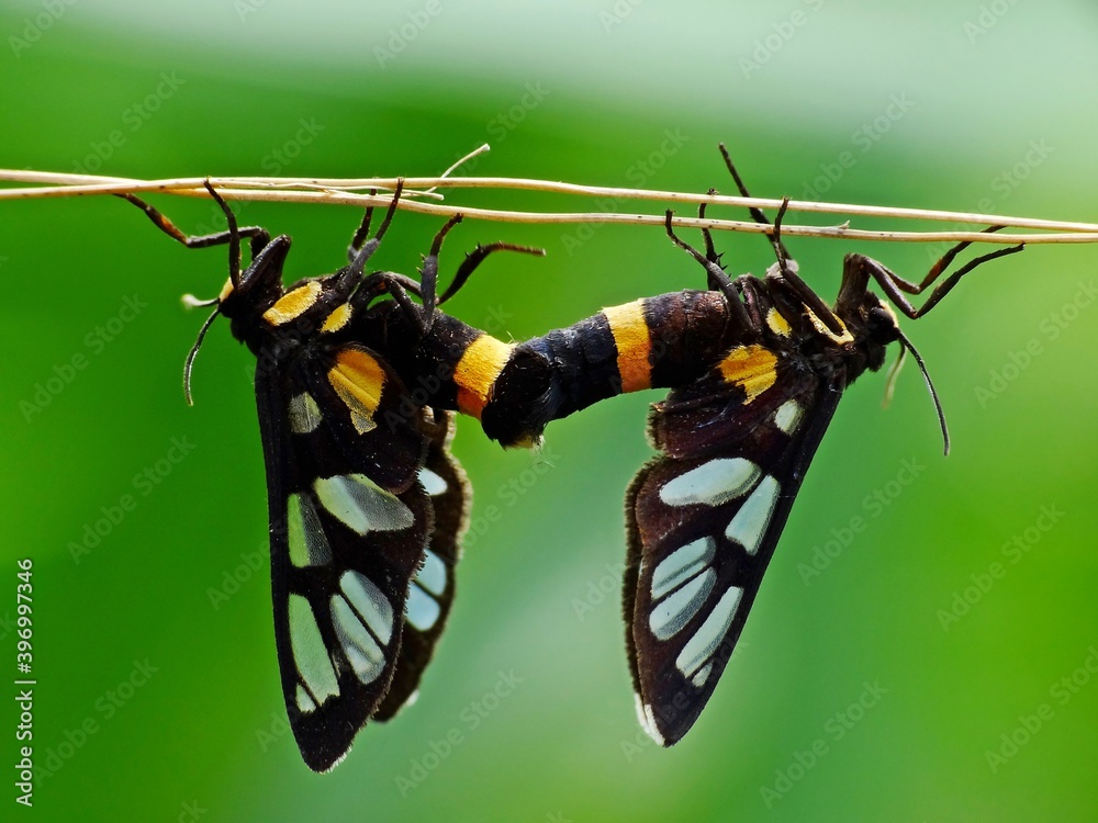 Insects reproduce through physiological processes involving the