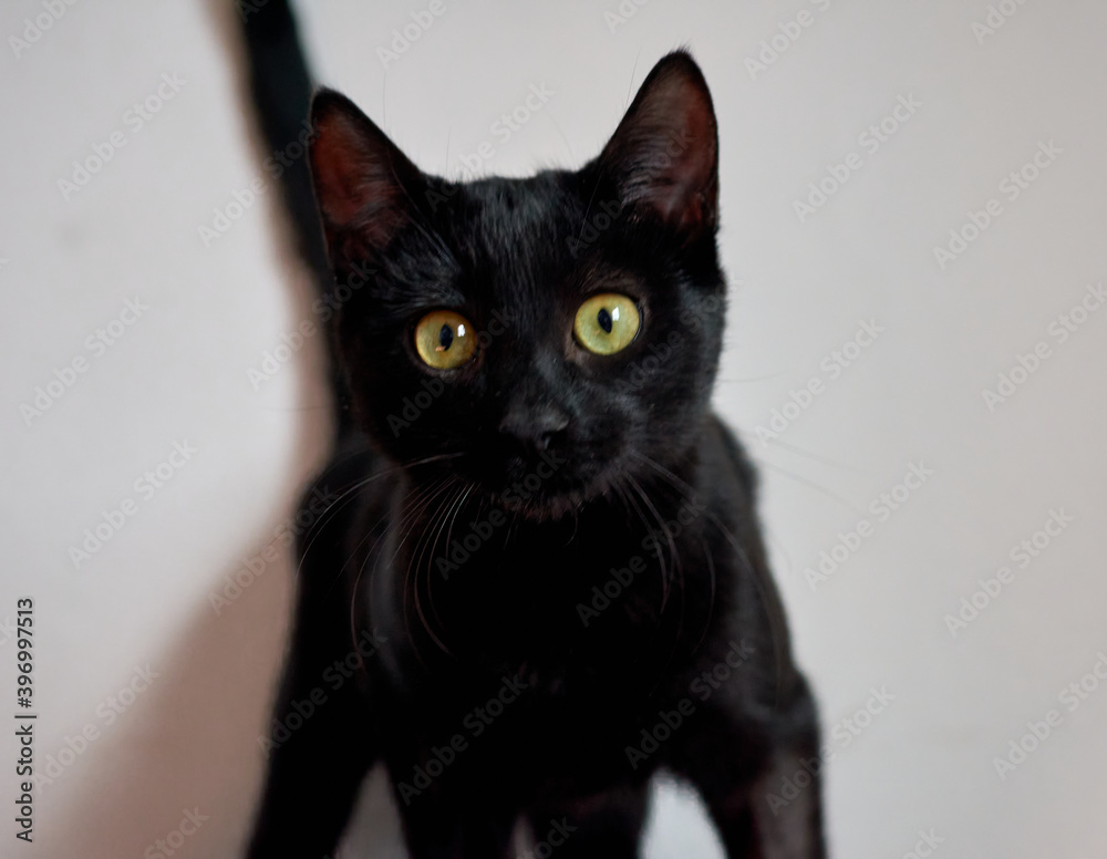 A portrait of an adorable domestic black cat with a blurry background A portrait of an adorable domestic black cat with a blurry background
