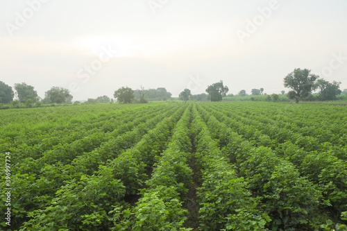 Flowering cotton gardens that have not yet been cotton