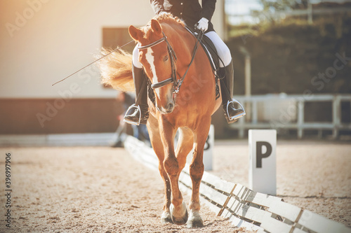Fototapeta Naklejka Na Ścianę i Meble -  A beautiful sorrel horse with a light long tail and a rider in the saddle participates in dressage competitions. Equestrian sport. Horseback riding.
