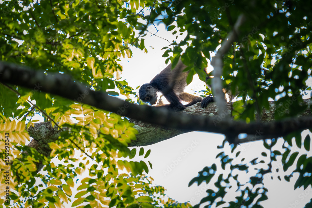 Fototapeta premium Wild spider monkey in the jungle climbing on a tree. 