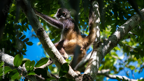 Wild spider monkey in the jungle sitting on a tree. 