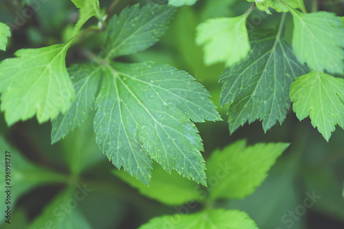 Artemisia lactiflora, White mugwort leaves green for herb vegetable food nature in the garden. © Bigc Studio