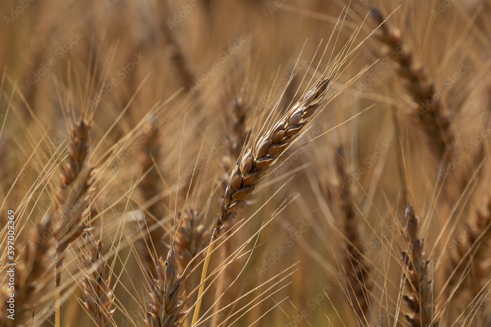 field of wheat field of wheat