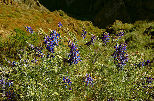 Vibrant Color Wild Andean Lupine Flowers at Colca Canyon, Arequipa Region, Peru, South America photo