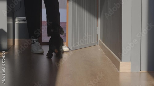 A black puppy of dachshund dog is waiting home for its owner. A caucasian woman is opening the door and coming in. The dog is very happy. She sits down and pets it. Still video 4k high quality footage