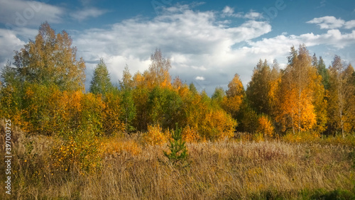 Beautiful landscape in autumn birch grove. Autumn, yellow birch forest, nature autumn landscape.