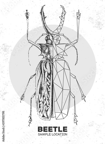 Realistic hand drawing and polygonal Sabertooth Longhorn beetle. Artistic Bug. Entomological vector illustration
