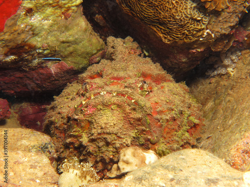 A juvenile cleaner wrasse Labroides dimidiatus and a stonefish Synanceia verrucosa photo