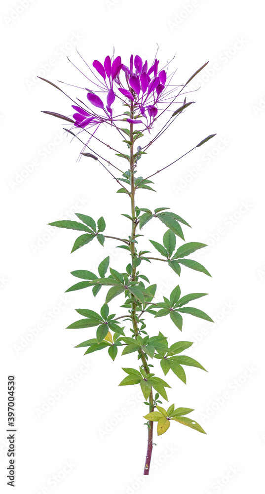 Wild flower or spider flower isolated on white background. Wild flower or spider flower isolated on white background.