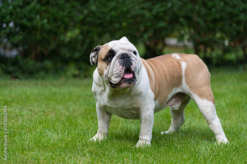 Purebred English Bulldog on green lawn. Young dog standing on green grass and looking at camera. Copy space. Foliage of hedgerow in the background