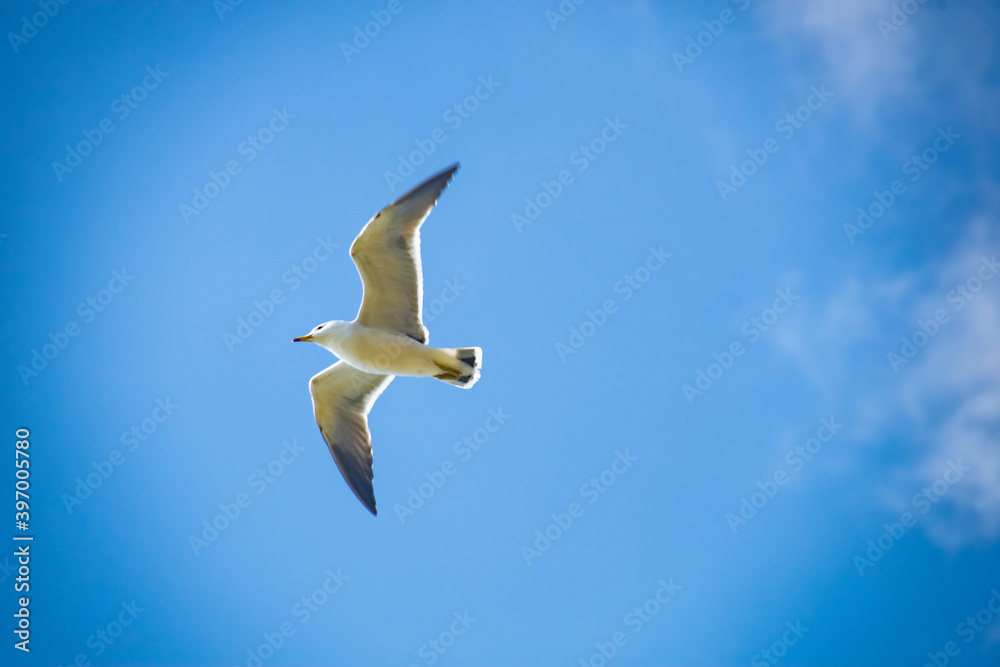 青空を翼を広げて滑空するウミネコ The black-tailed gull frying in the blue sky 青空を翼を広げて滑空するウミネコ The black-tailed gull frying in the blue sky