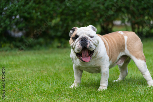 Purebred English Bulldog on green lawn. Young dog standing on green grass and looking at camera. Copy space. Foliage of hedgerow in the background