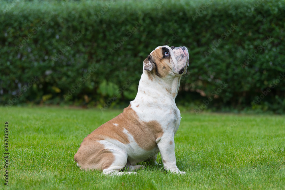 Purebred English Bulldog on green lawn. Young dog standing on green grass and looking up. Copy space. Foliage of hedgerow in the background