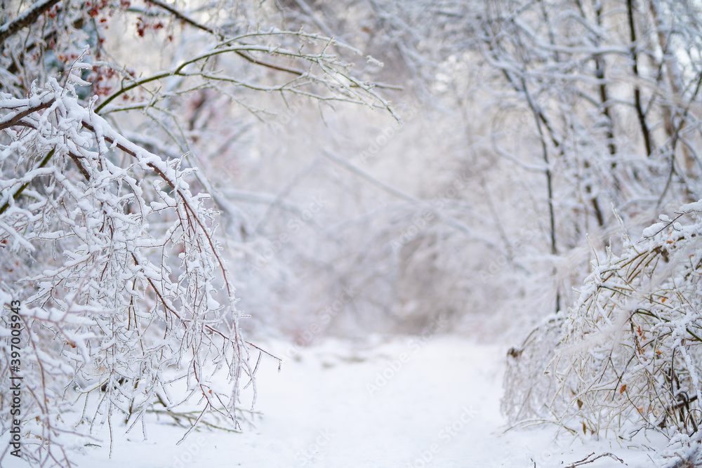 Beautiful winter forest after heavy first snow Beautiful winter forest after heavy first snow