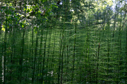 horsetail grows in a swamp  ancient primitive plant