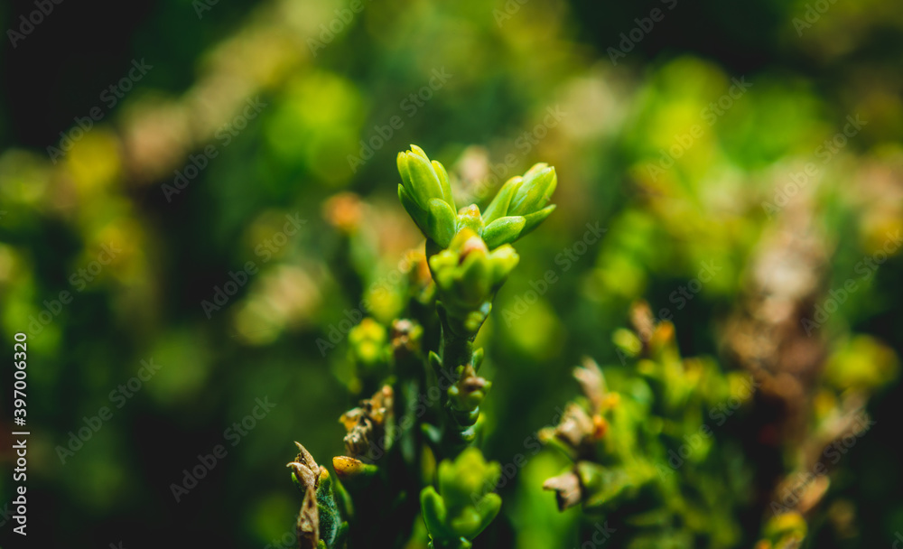 Green leaves. Concept of nature, taking care of vegetation, systematics of plants. Green leaves. Concept of nature, taking care of vegetation, systematics of plants.