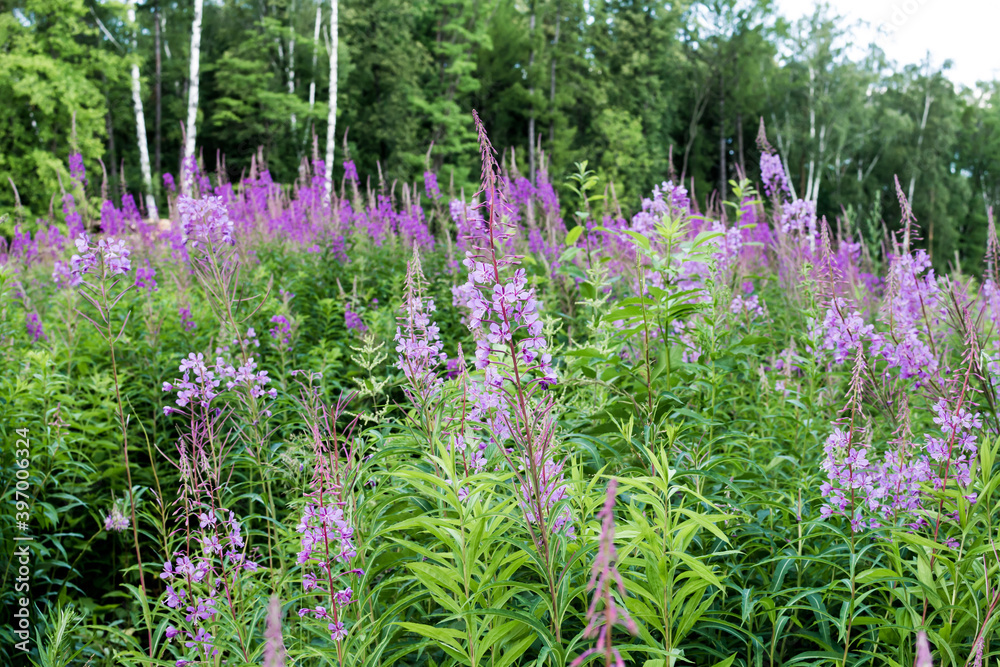 Obraz premium Field of blooming sally flowers, wild medicinal herbal tea of willow plant or Epilobium. Willow-herb, medicinal plant, herbalism. Russian Ivan Tea