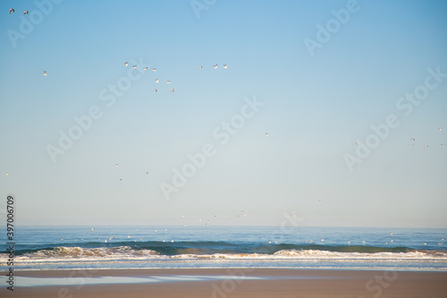 Scenic view of wet golden sand, ocean or sea, flying gulls and blue clear sky. Wide shot. Nature concept
